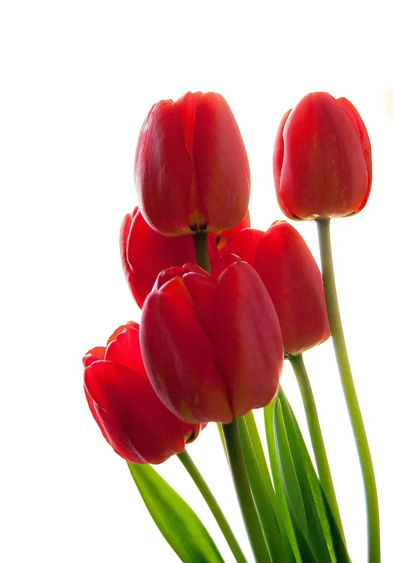 Photo of red tulips on a white background